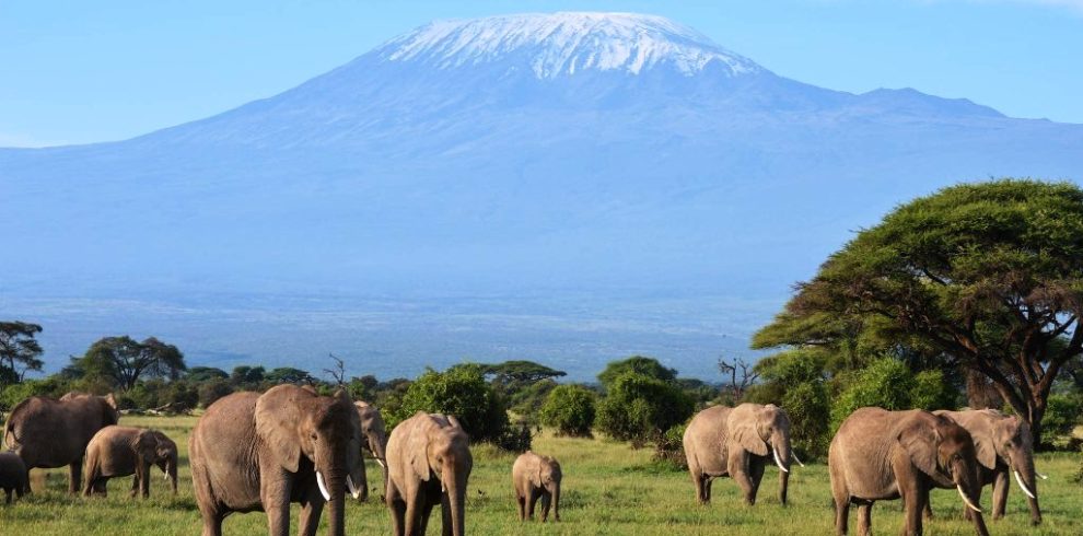 Elephants-of-Amboseli-Kilimanjaro