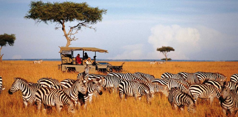 Masai_Mara_Zebras