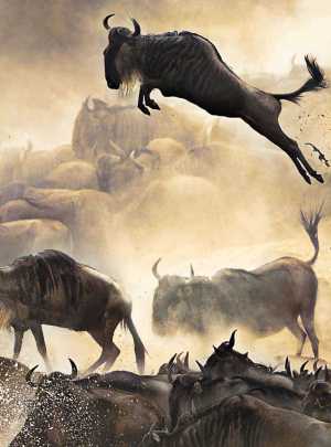 Wildebeests Migration: From $ 480  